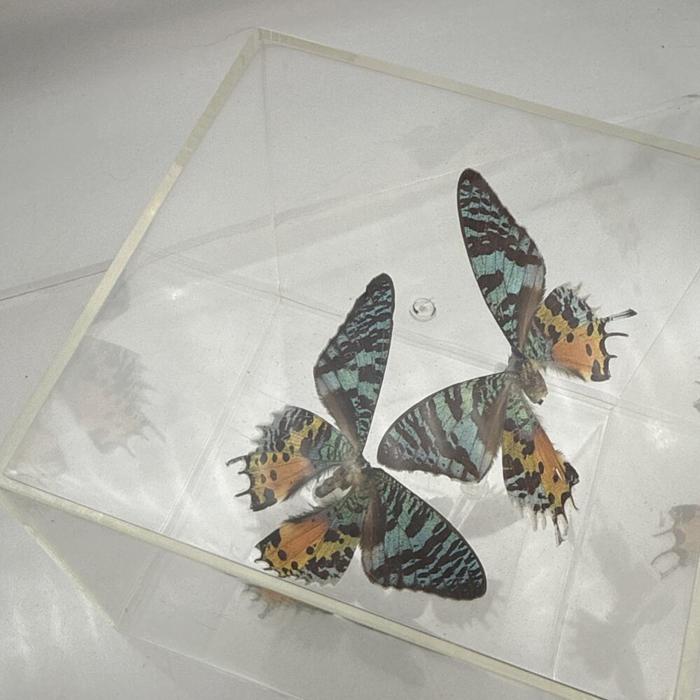 2 Vintage Madagascan sunset moths Taxidermy Specimens In Lucite Box